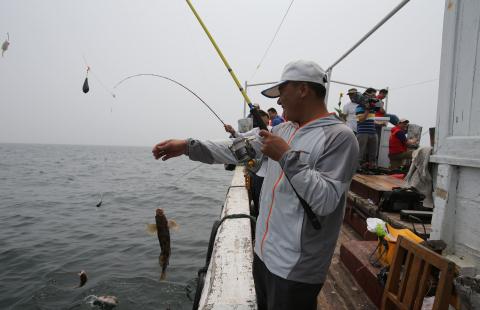近岸矶钓鲈鱼的技巧 让你钓鲈鱼钓过瘾