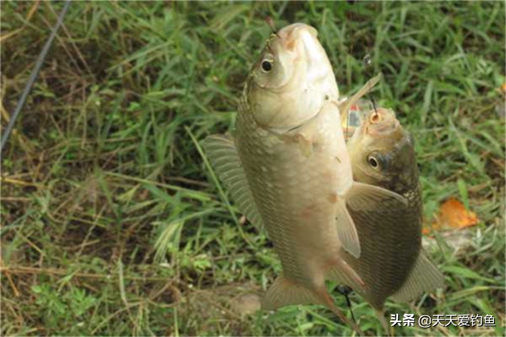 钓鱼技巧：提升鲫鱼的咬钩量，“颜色”和“动态”都不可或缺